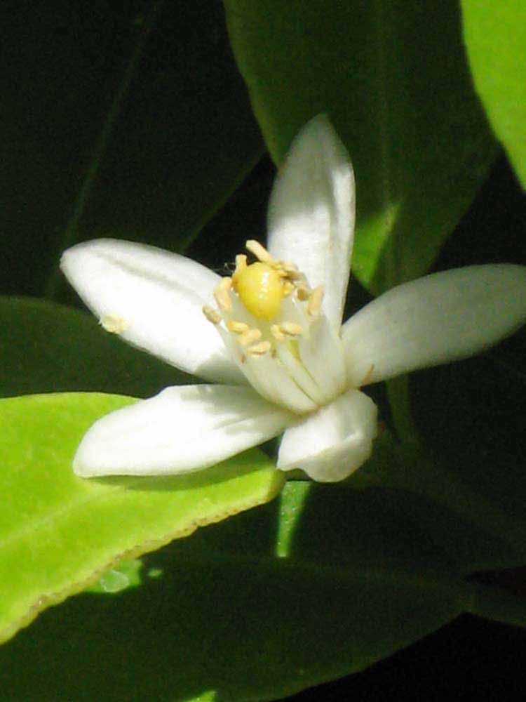              Flower (Riverside, CA)       